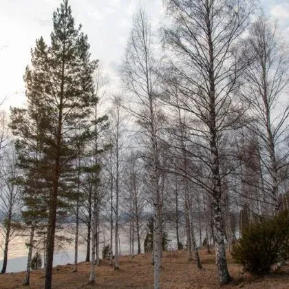 Björkar och tallar med sjön skymtande mellan stammarna.