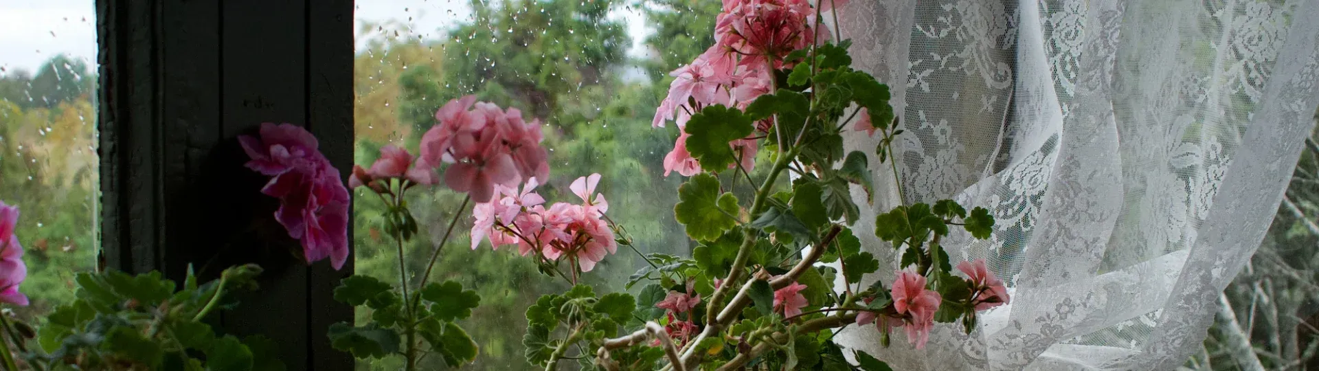 Rosor som blommar framför ett fönster med vit spetsgardin.