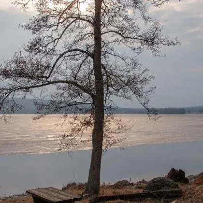 Ett ensamt träd vid strandkanten med sjön bakom i dämpat ljus.