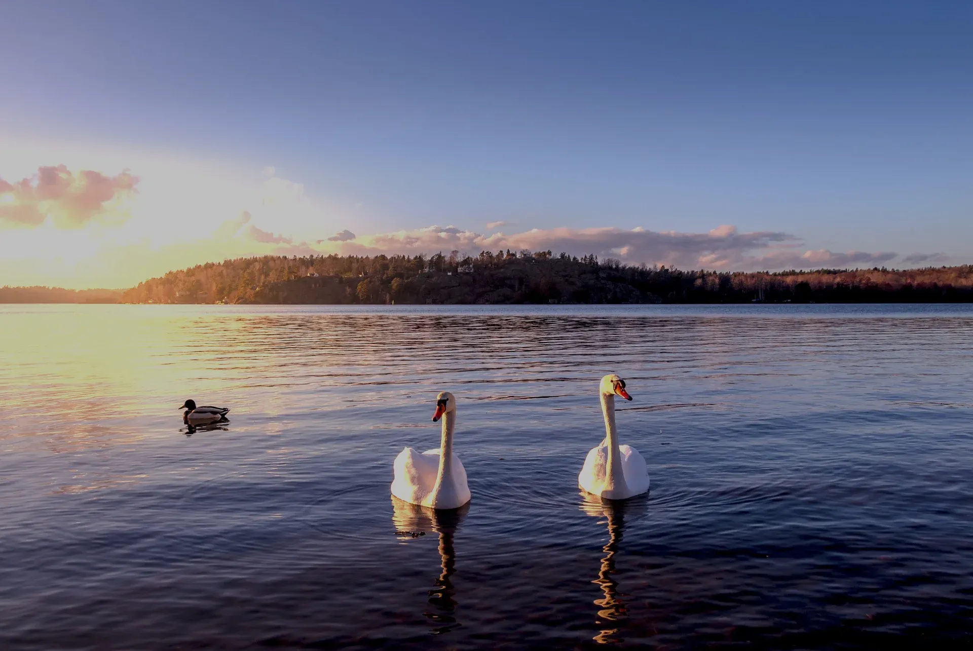 Två svanar och en and på den spegelblanka sjön i skymningsljus, med skogsklädd strand i bakgrunden.